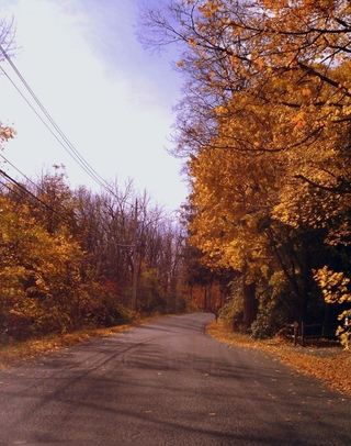 Illustration for article titled Shooting Challenge Fall Leaves Gallery 4